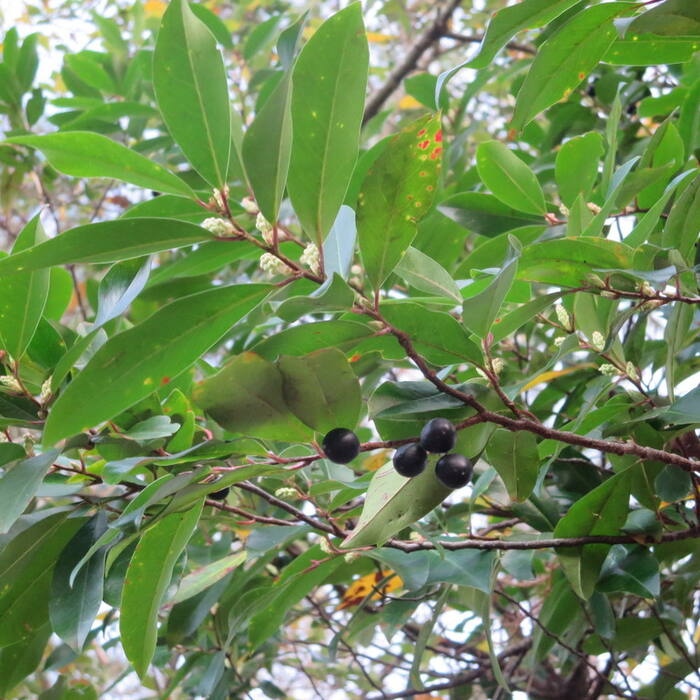 Prunus caroliniana (Carolina cherry laurel) reference photo 3
