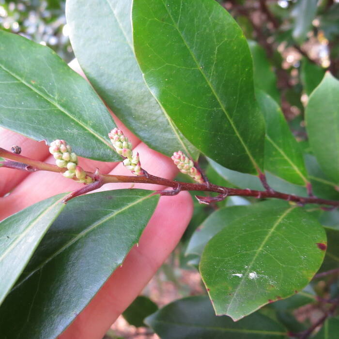 Prunus caroliniana (Carolina cherry laurel) reference photo 4