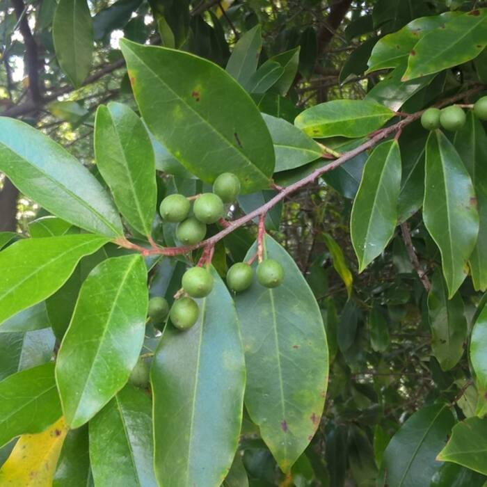 Prunus caroliniana (Carolina cherry laurel) reference photo 1