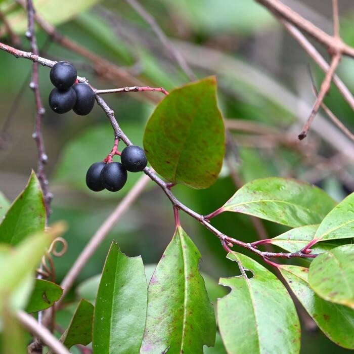 Prunus caroliniana (Carolina cherry laurel) reference photo 2