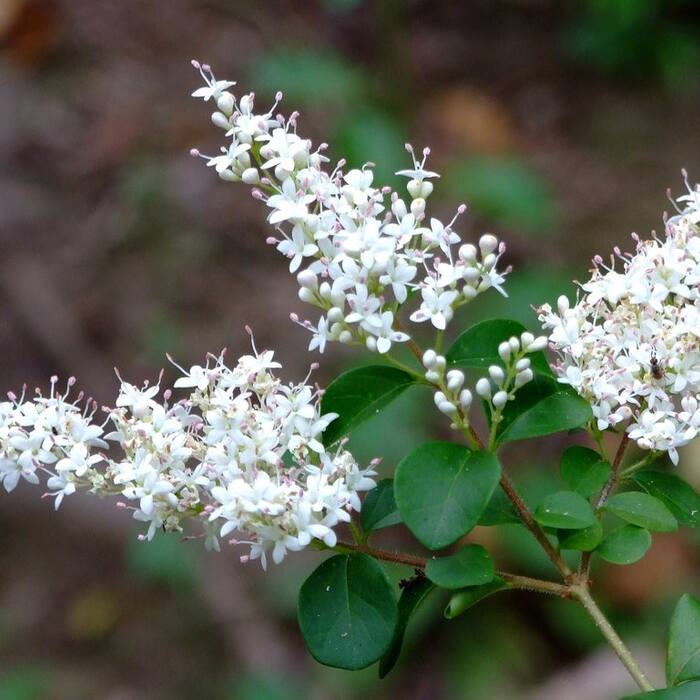 Ligustrum sinense (Chinese privet) reference photo 1