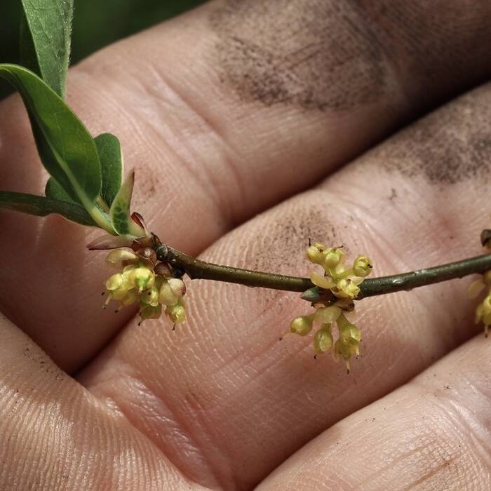 Lindera benzoin (spicebush) reference photo 2