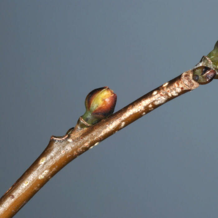 Lindera benzoin (spicebush) reference photo 3