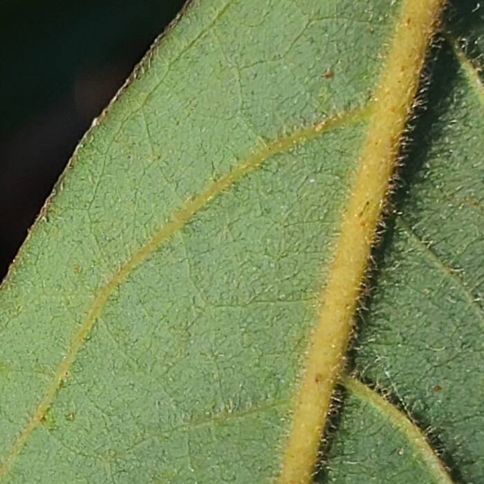 Persea palustris (swamp bay) reference photo 2