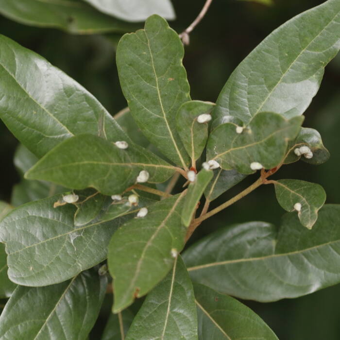 Persea palustris (swamp bay) reference photo 1