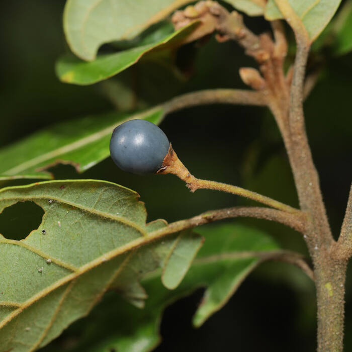 Persea palustris (swamp bay) reference photo 4