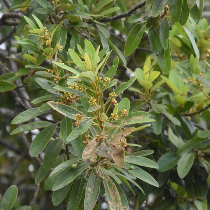 Persea palustris (swamp bay) reference photo 3