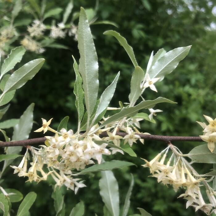 Elaeagnus umbellata and E. pungens (autumn olive, thorny olive) reference photo 4