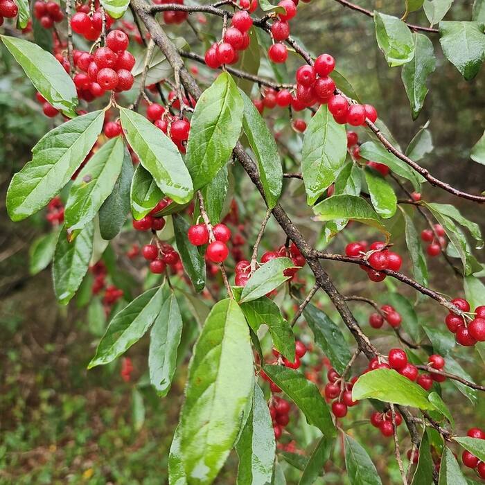Elaeagnus umbellata and E. pungens (autumn olive, thorny olive) reference photo 1
