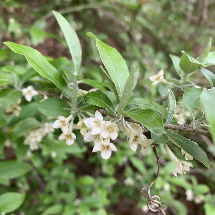 Elaeagnus umbellata and E. pungens (autumn olive, thorny olive) reference photo 2