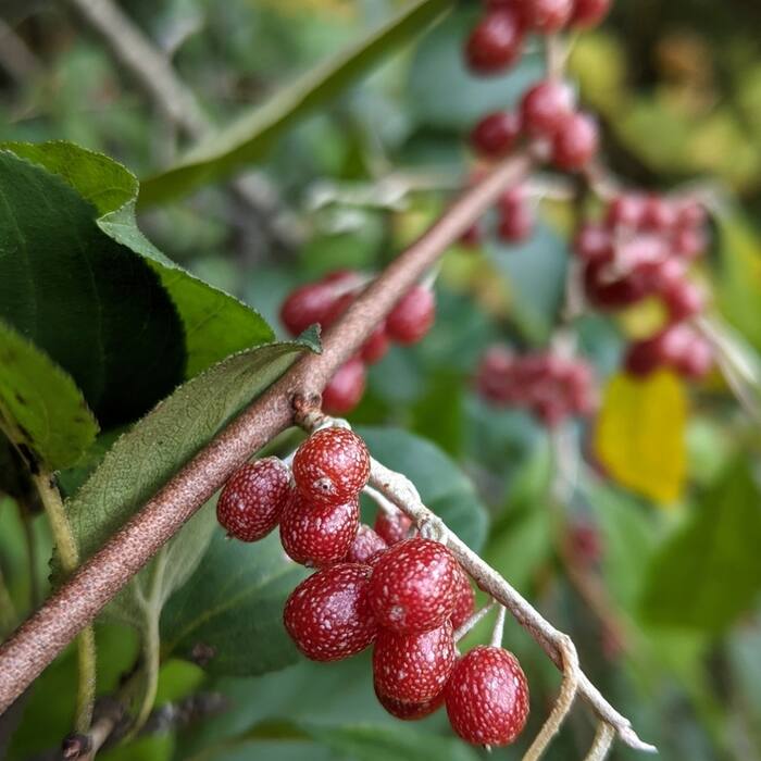 Elaeagnus umbellata and E. pungens (autumn olive, thorny olive) reference photo 3