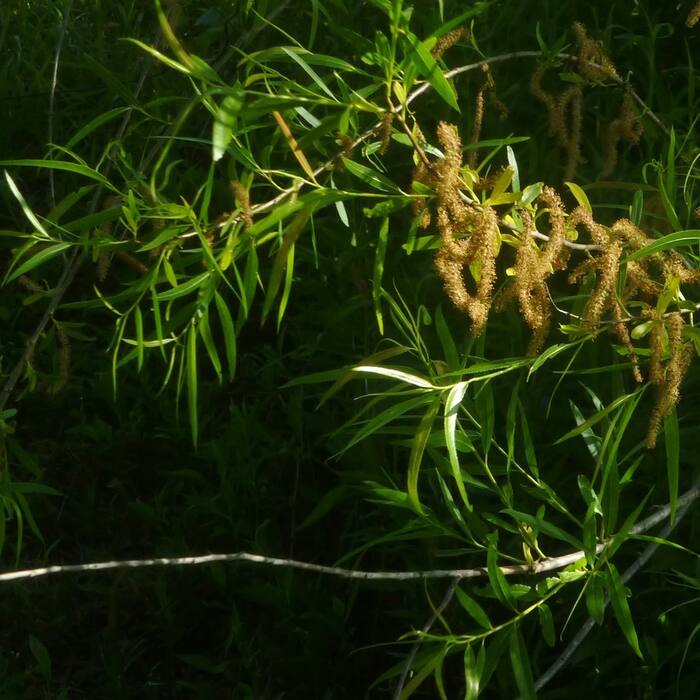 Salix nigra (black willow) reference photo 1