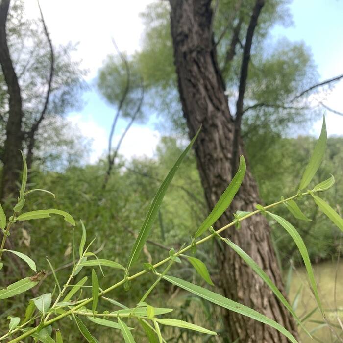 Salix nigra (black willow) reference photo 4