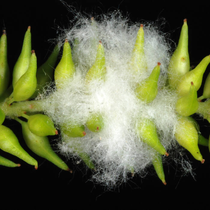 Salix nigra (black willow) reference photo 3