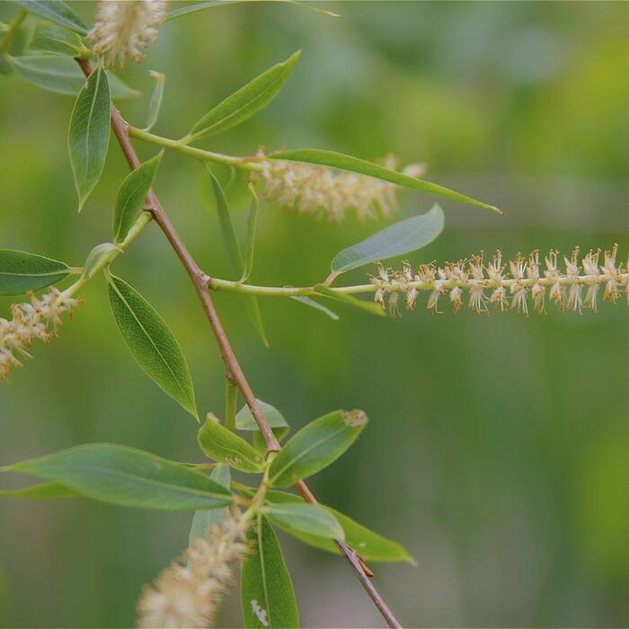 Salix nigra (black willow) reference photo 2