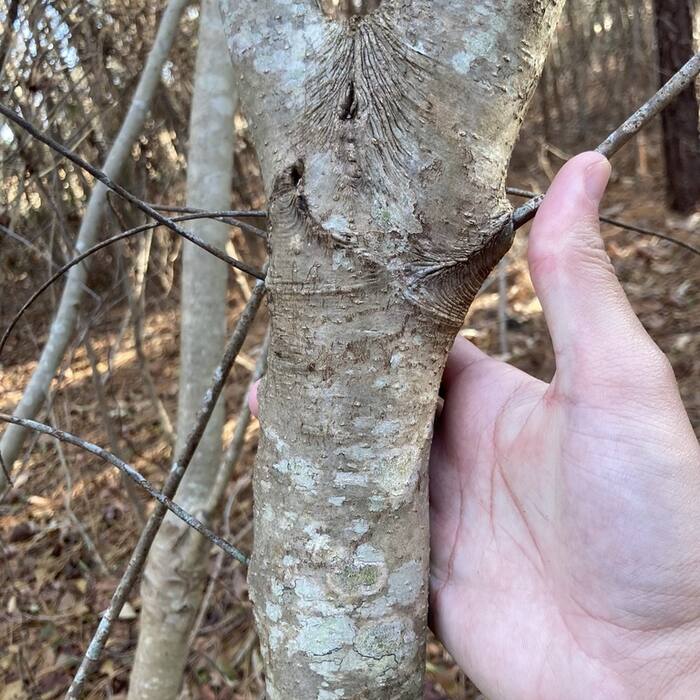 Southern wax myrtle bark reference