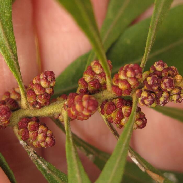 Southern wax myrtle catkin reference