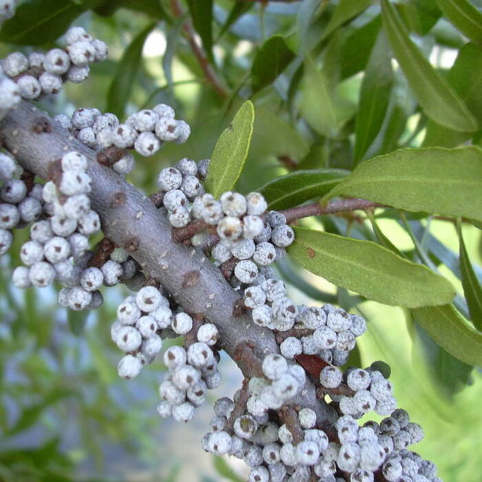 Southern wax myrtle