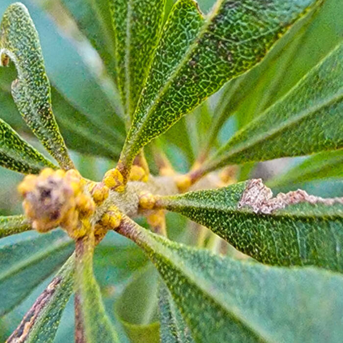 Southern wax myrtle gland reference
