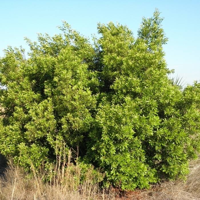 Southern wax myrtle habit reference