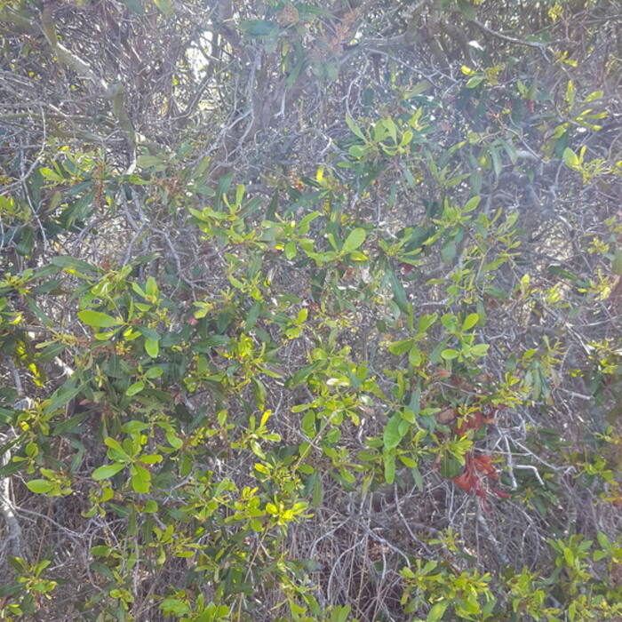 Southern wax myrtle habitat reference