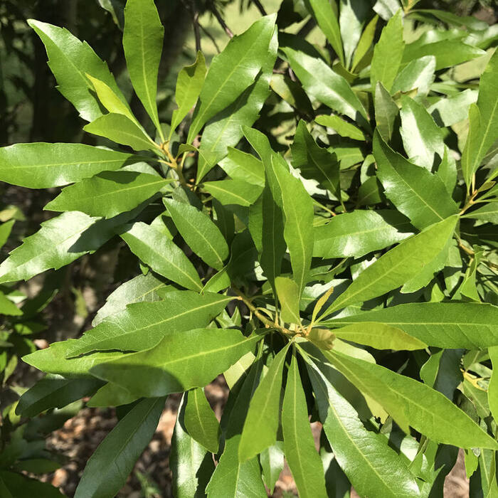 Southern wax myrtle leaf reference