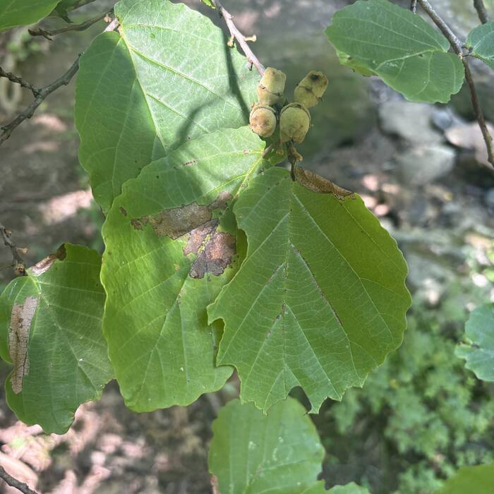 American witch hazel