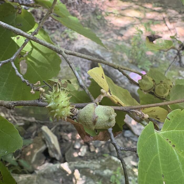 American witch hazel photo 2