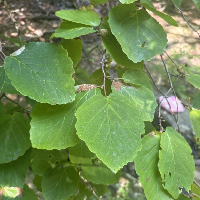 American witch hazel photo 3
