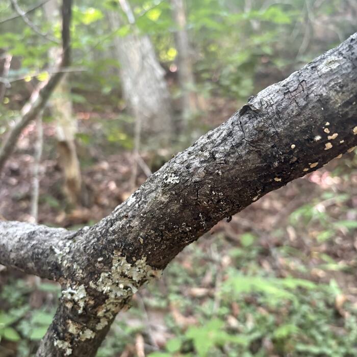 American witch hazel photo 5