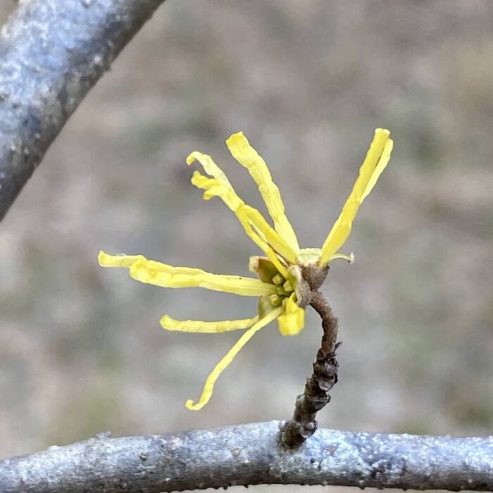 American witch hazel reference photo 10
