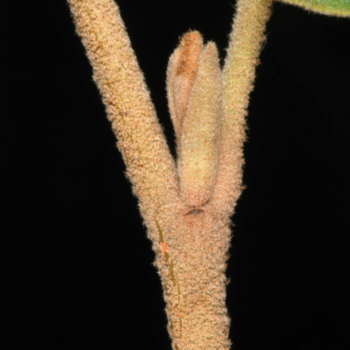 American witch hazel reference photo 7