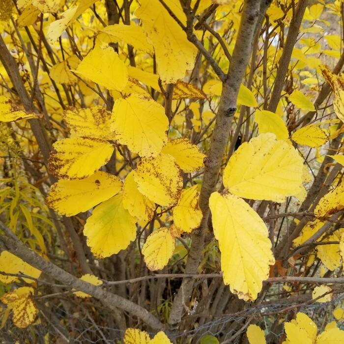 American witch hazel reference photo 8
