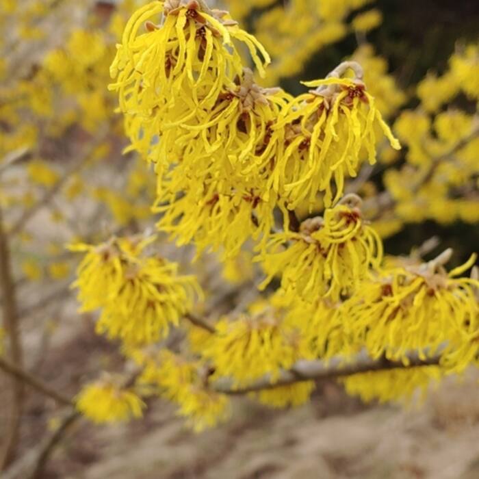 American witch hazel reference photo 9