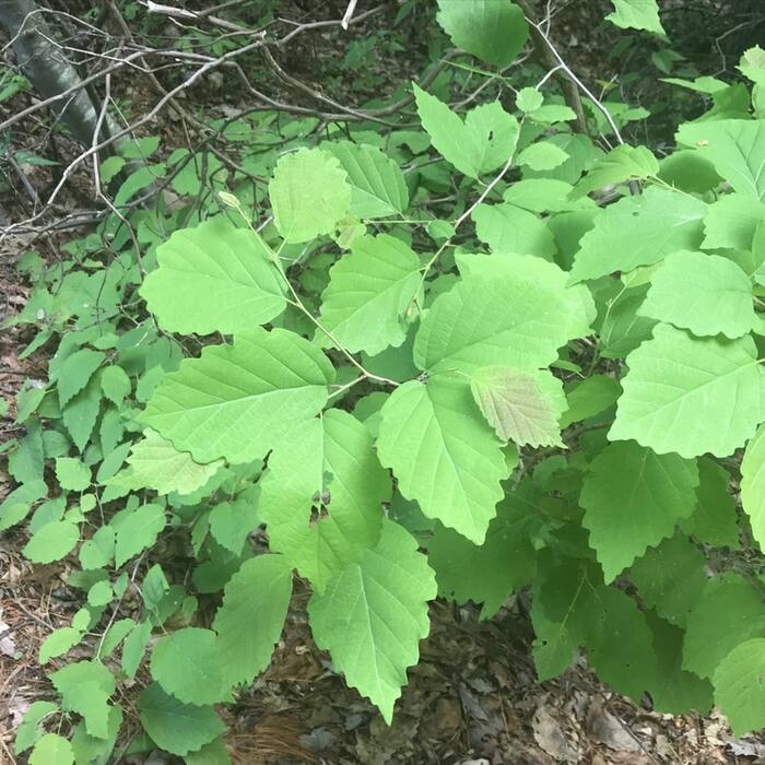 American witch hazel reference photo 6