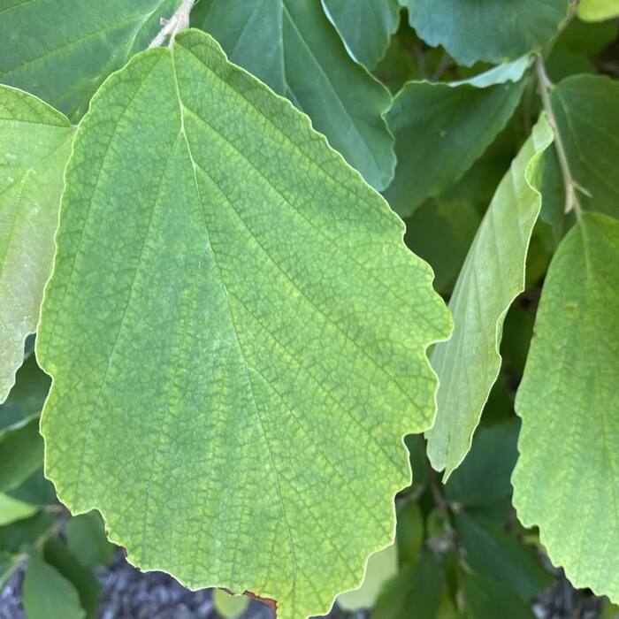 American witch hazel reference photo 5