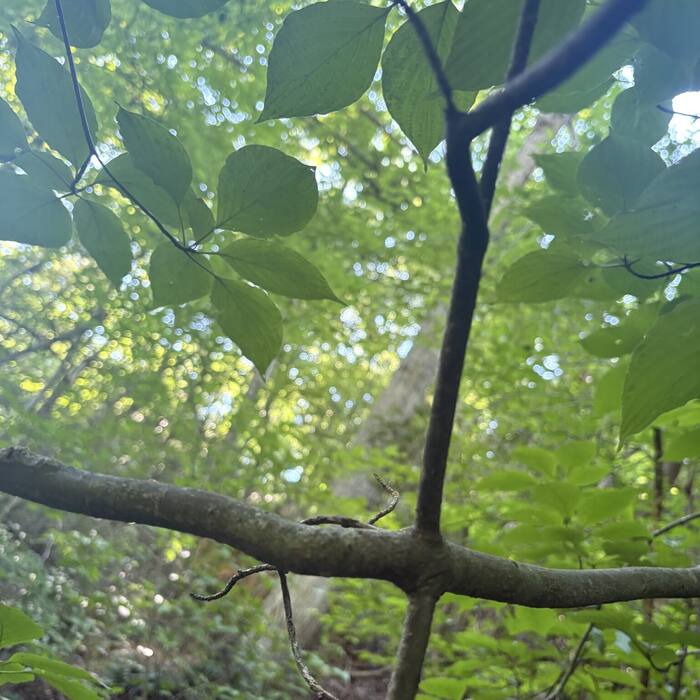 Mountain laurel photo 2