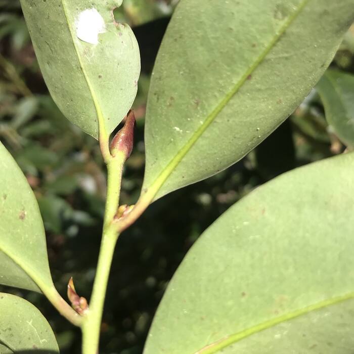 Mountain laurel reference photo 6