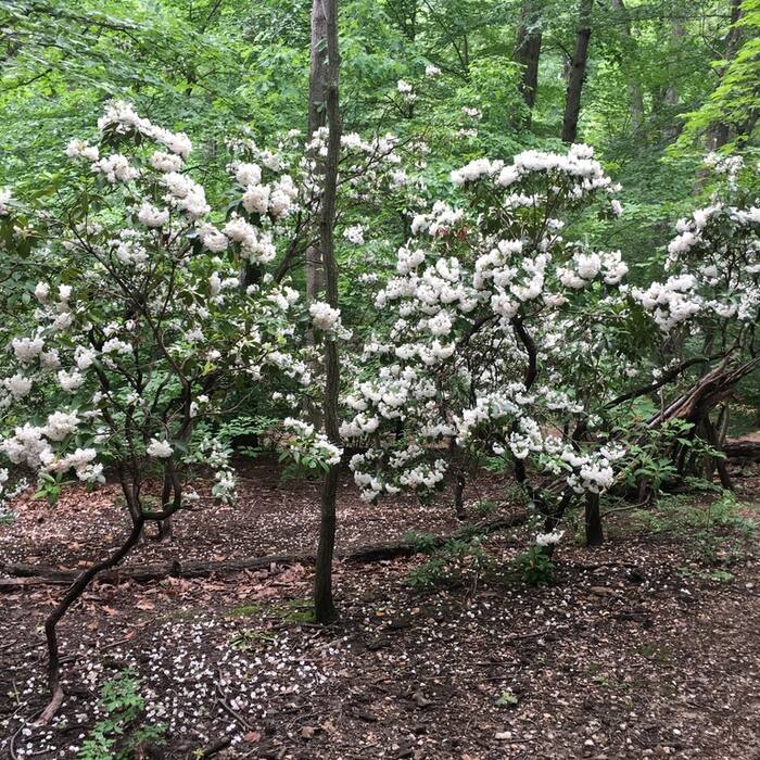 Mountain laurel reference photo 2