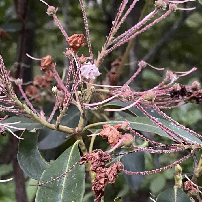 Mountain laurel reference photo 7