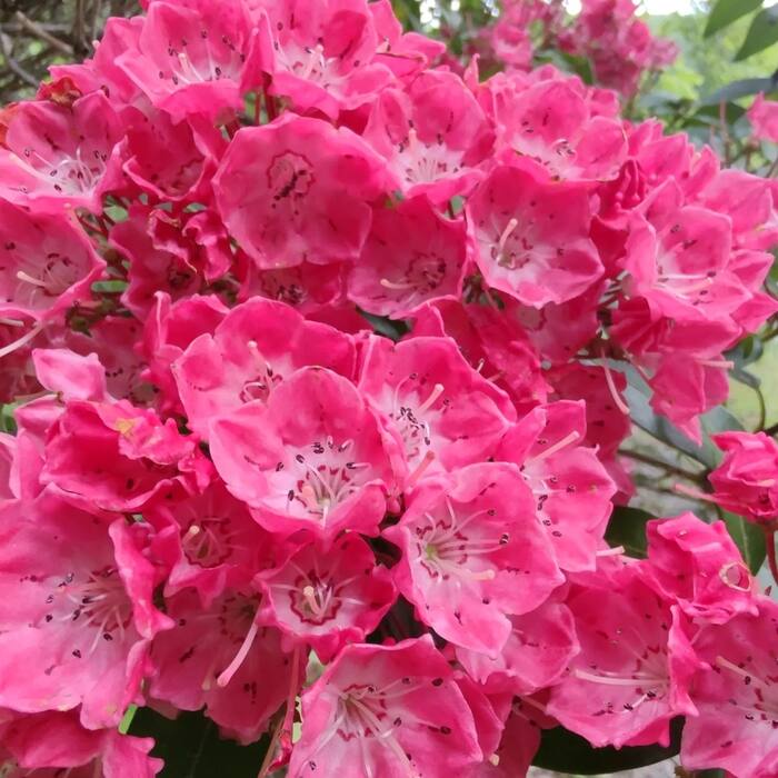 Mountain laurel reference photo 9