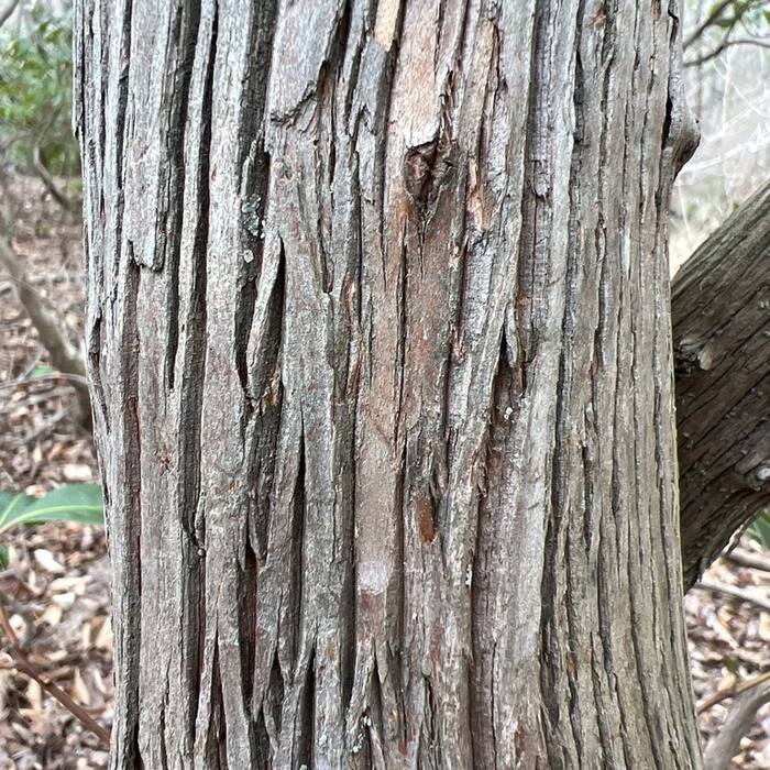 Mountain laurel reference photo 5