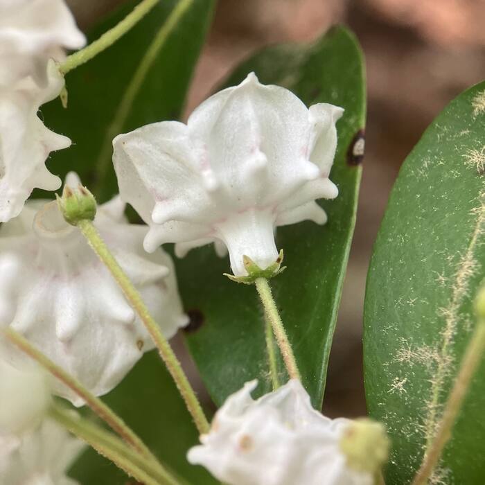 Mountain laurel reference photo 8