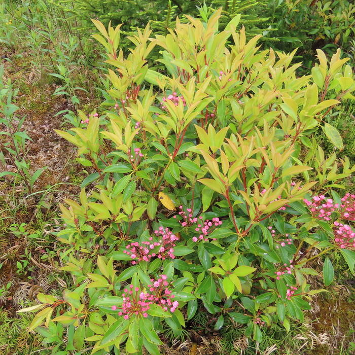 Mountain laurel reference photo 10
