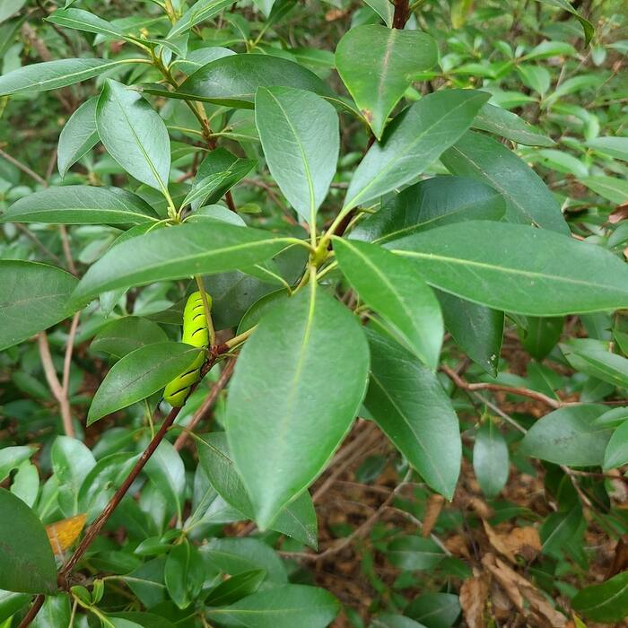 Mountain laurel reference photo 3