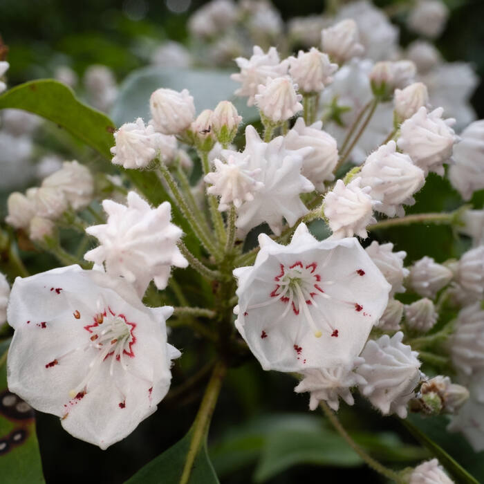 Mountain laurel reference photo 1