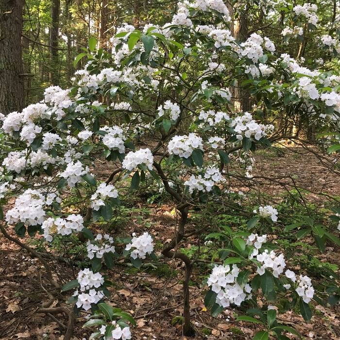 Mountain laurel reference photo 4