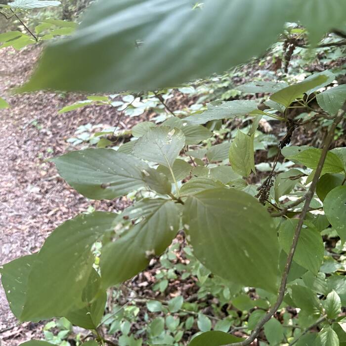 Alternate-leaf (pagoda) dogwood photo 2