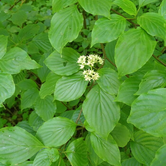 Alternate-leaf (pagoda) dogwood reference photo 8
