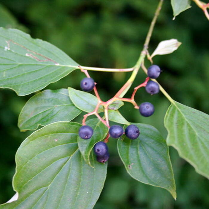 Alternate-leaf (pagoda) dogwood reference photo 6